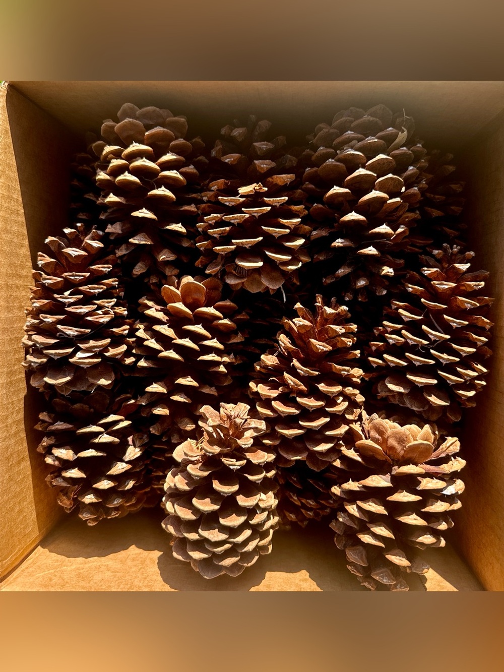 Ponderosa Pinecones 🌲